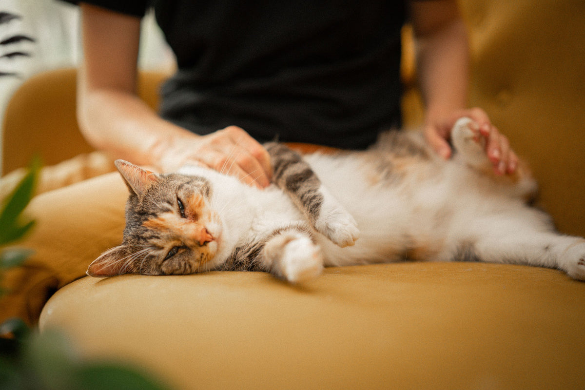 Cat lounging on a sofa being petted